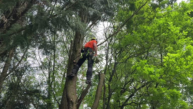 Best Tree Health Inspection  in Seymour, IN